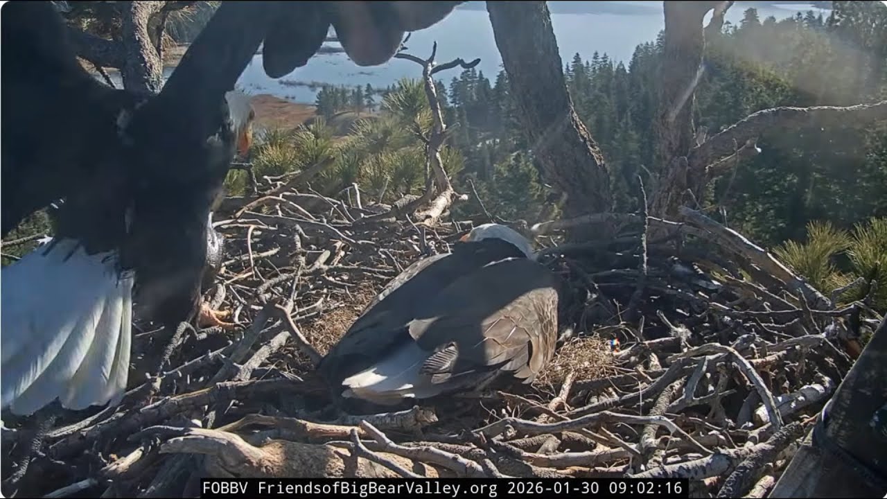 Jackie brings fluff, Shadow fish for Jackie and fluff 30.01.2026 @FOBBVCAM