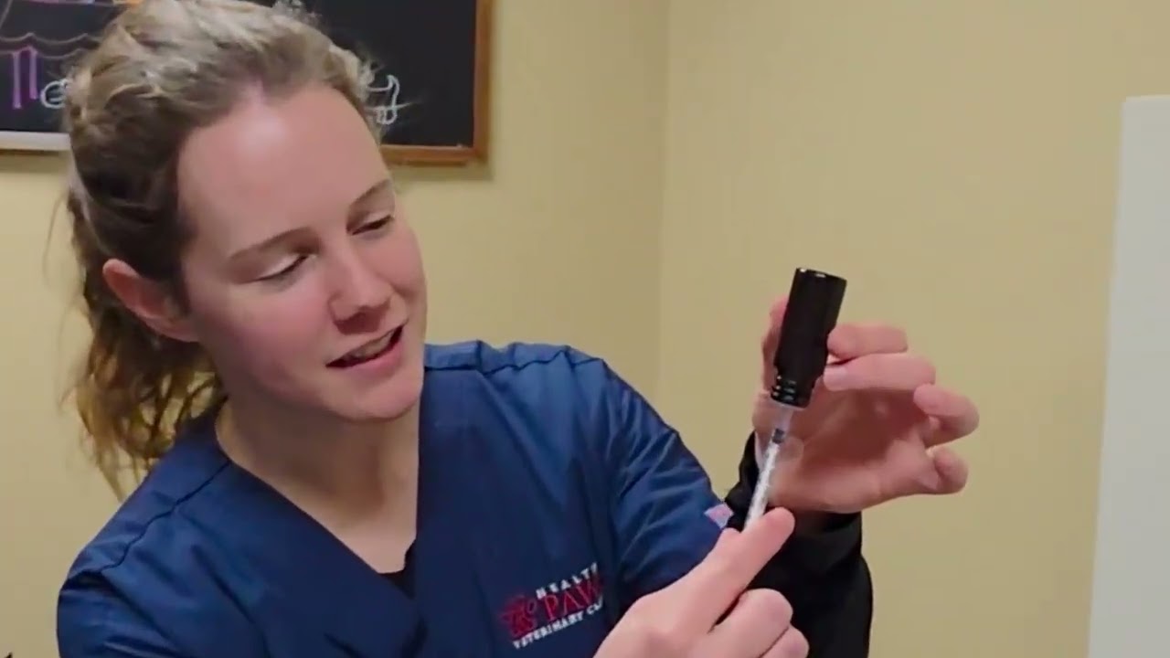 How To Give Buprenorphine to a Cat