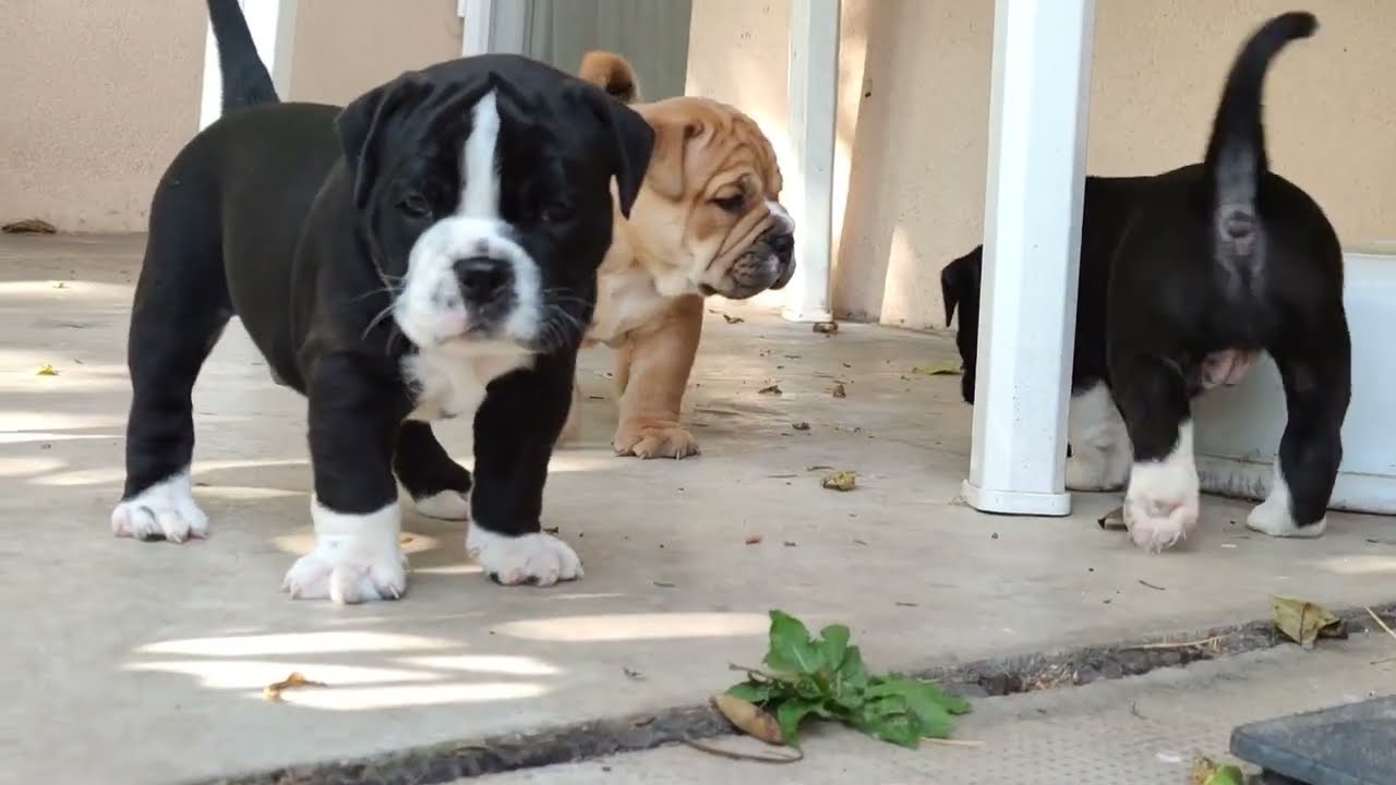 Continental Bulldog puppies💫 BulldozerContibulls litter B 💫5 weeks Garden adventure ❤️❤️❤️