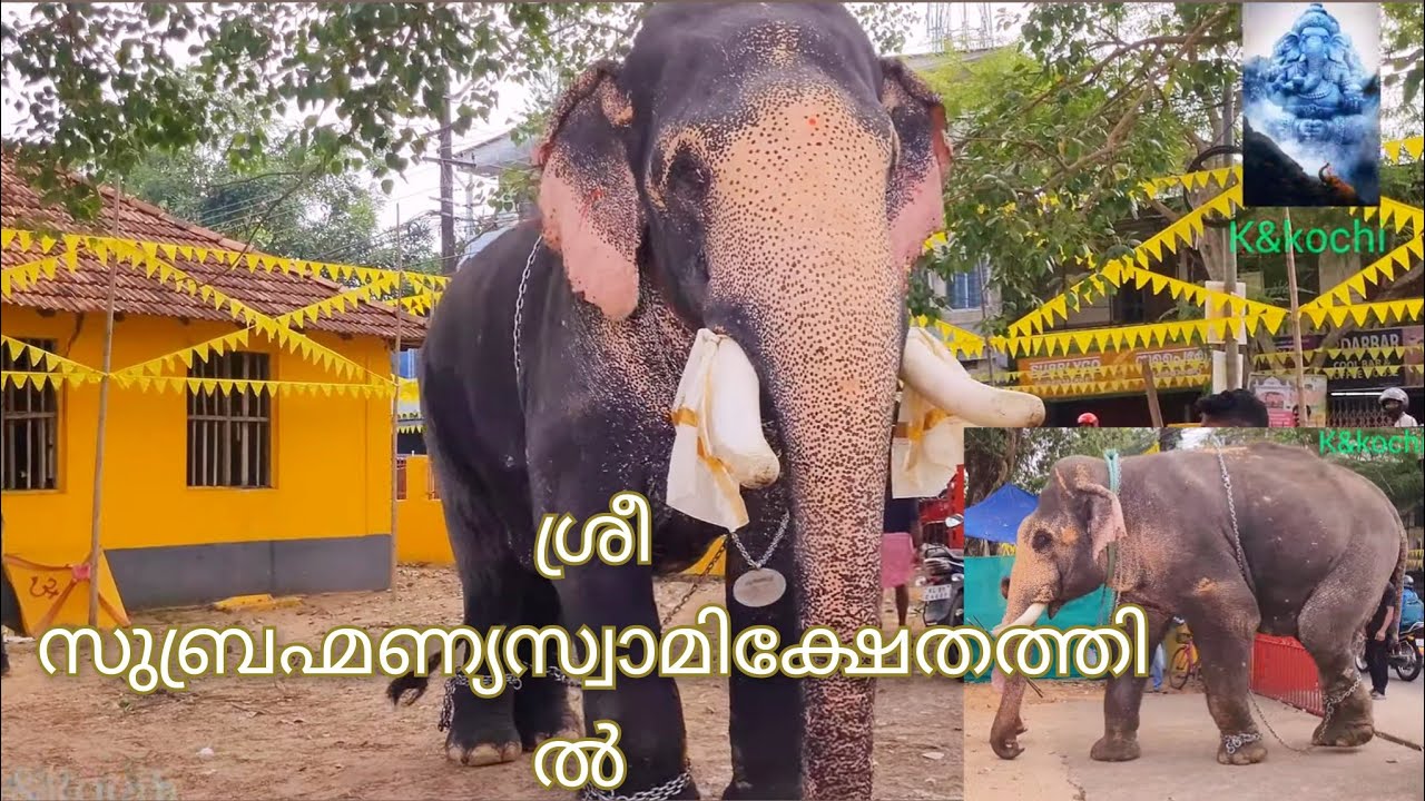 ശ്രീ സുബ്രഹ്മണ്യസ്വാമി....മഹാഭദ്രകാളി ക്ഷേത്രത്തിൽ..കുമ്പളങ്ങി!!elephant in kerala!!2024