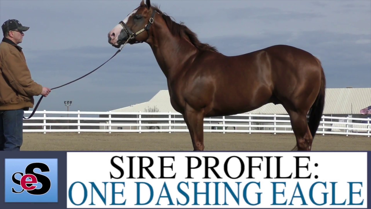 2018 QH Sire Profile: One Dashing Eagle