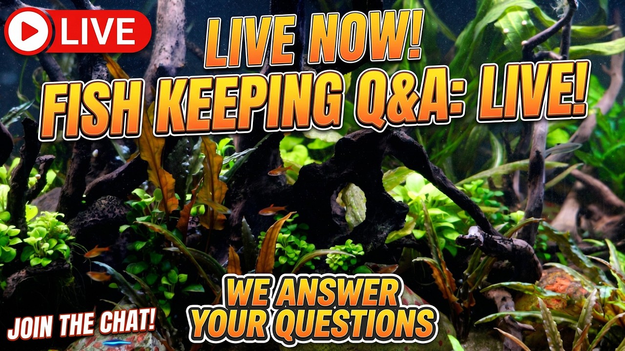 [LIVE]  We ARE Back (With a Fun Announcement)! + a Giveaway and a Fish Q&A !
