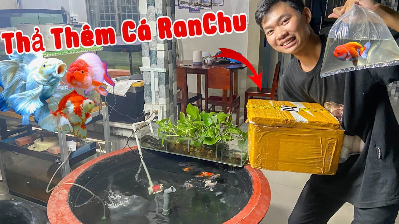 Setup Lại Chậu Nuôi Cá Chép Sư Tử Và Thả Thêm Cá Ranchu