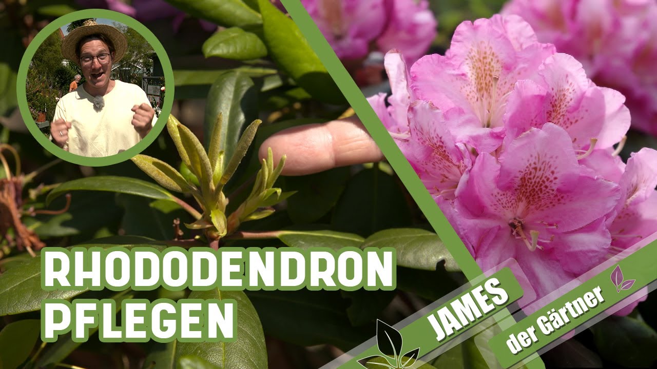 So entfernt man das Verblühte beim Rhododendron! | James der Gärtner