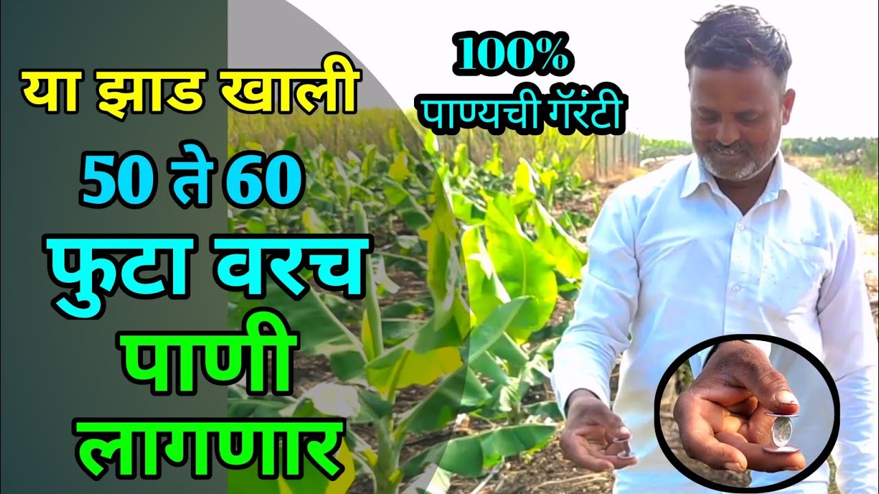 या झाडाखाली ५० ते ६० फुटावरच पाणी लागणार || ya zadakhali 50-60 futavrch pani lagnar 100% guaranty.