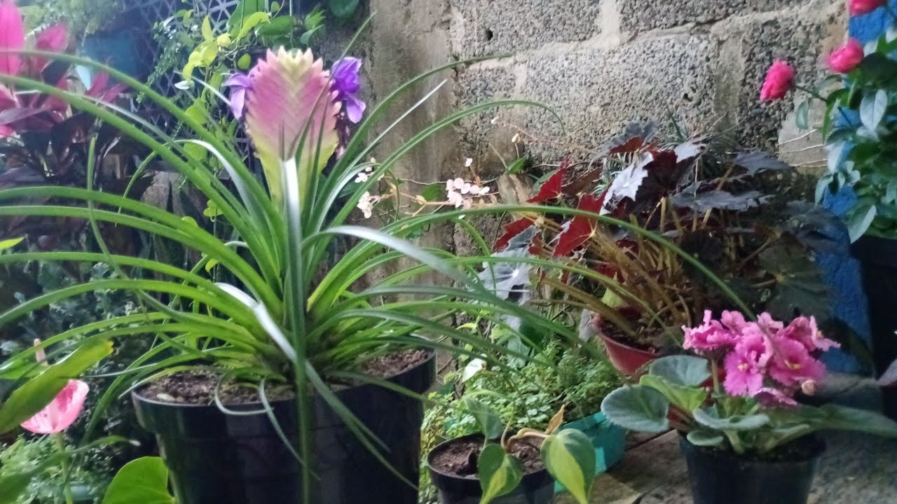 ,#plantas .  flores lindíssimas em plena floração,  orquídea, bromélia e outras.  ,