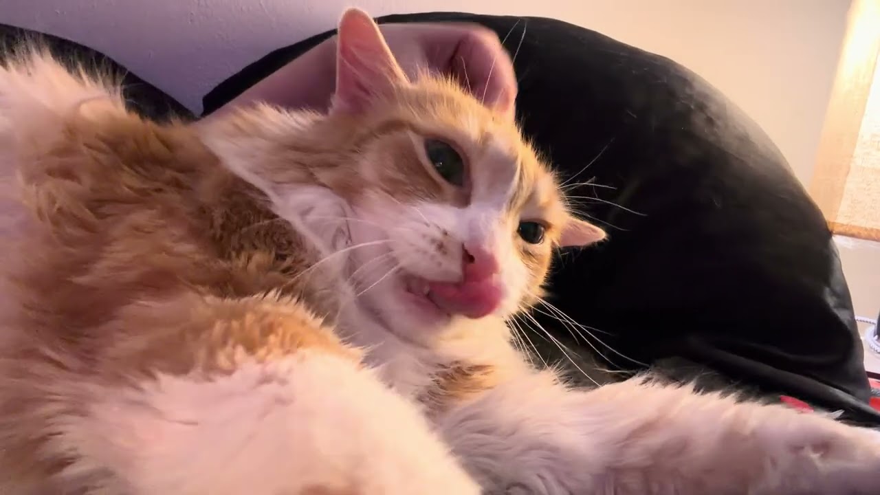 Dexter Always Loves Rough Pets During Bath Time! #cats #catvideos #Dexter #petlife