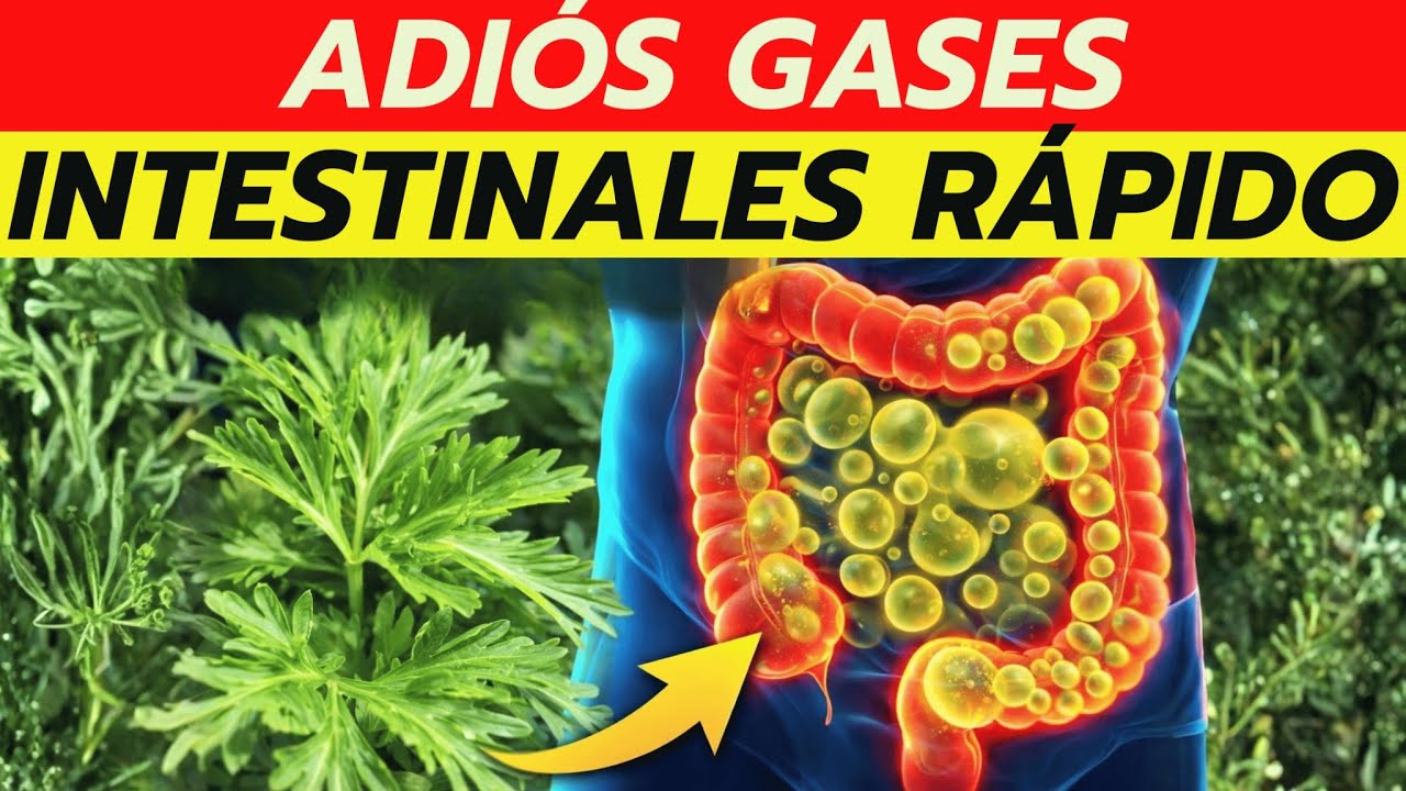 La Hierba que Elimina los Gases Intestinales en Menos de 10 Minutos