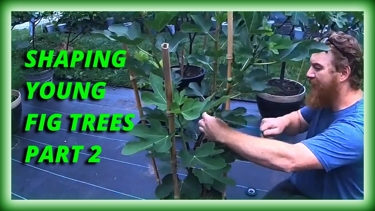 Shaping Young Fig Trees Part 2