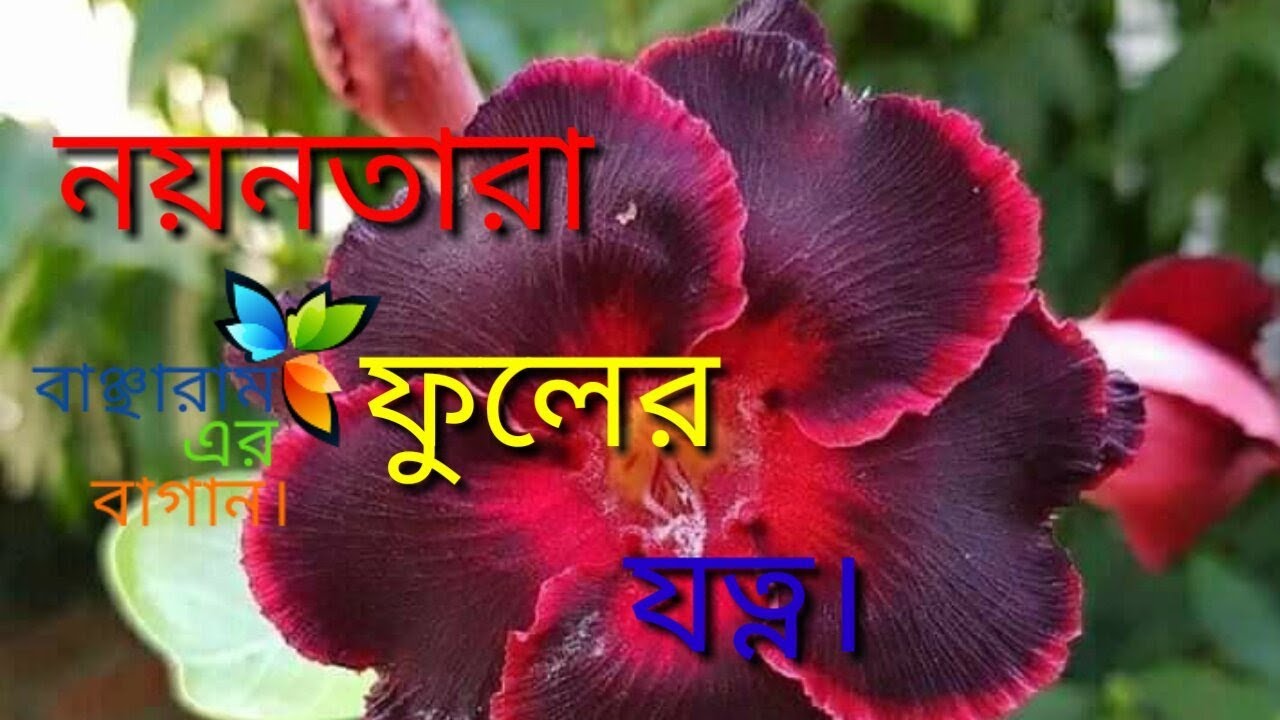 How to grow and care vinca roses/periwinkle/nayantara/sadabahar/care of vinka plant/ নয়ন তারার যত্ন।