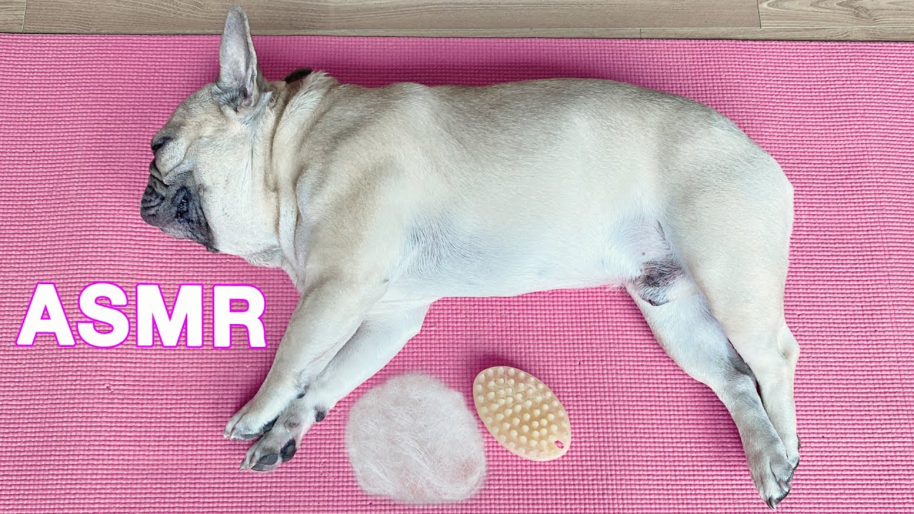 ASMR Calming Dog Grooming, Just Relax! 강아지 털 빗질 ASMR