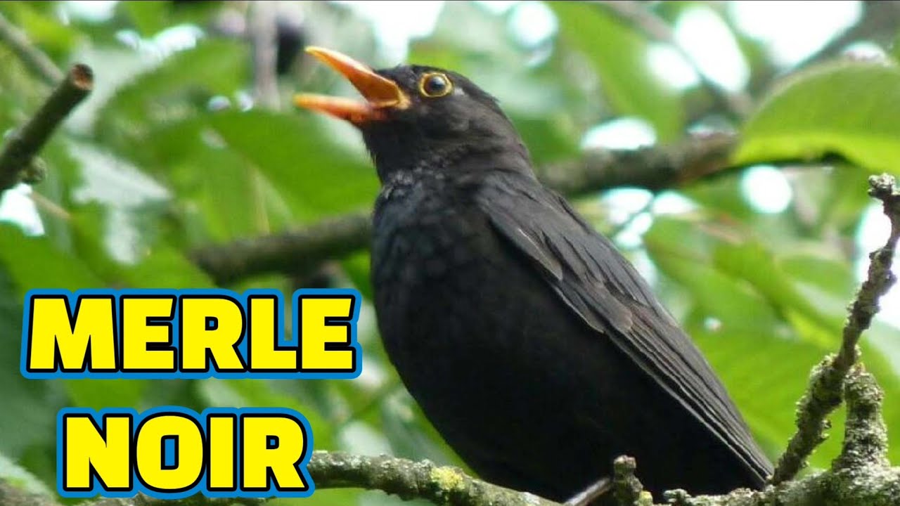 Chant du Merle Noir 🎵 Le merle noir, un remarquable oiseau chanteur