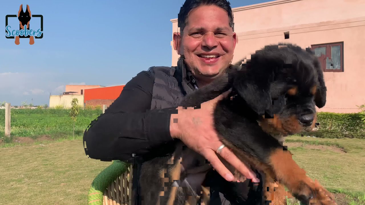 Tyagi’s Rottweilers Professional Rottweiler Breeder | Dog Kennel Ambala Haryana | Scoobers