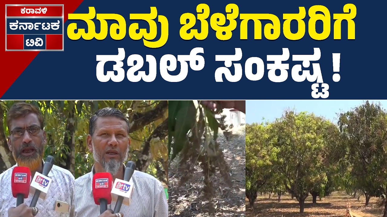 Mundgod Mango Crop Loss: ಉತ್ತರ ಕನ್ನಡದ 'ಮಾವಿನ ಕಣಜ'ದಲ್ಲಿ ಹೂ ಬಿಡುವ ಹಂತದಲ್ಲೇ ಸುಟ್ಟು ಹೋದ ಫಸಲು! | KTV