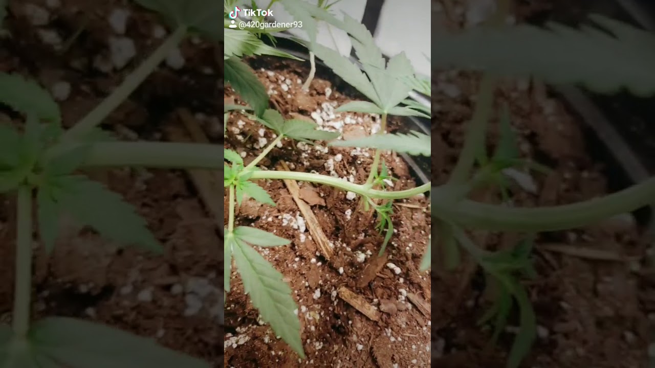 Impressive Overnight Progress!! Secondary bud sites developing nicely 😍 LTS Cannabis Training