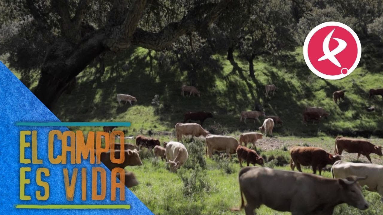 Las 100 vacas paridas de María ya marchan hacia la nueva cerca | El campo es vida