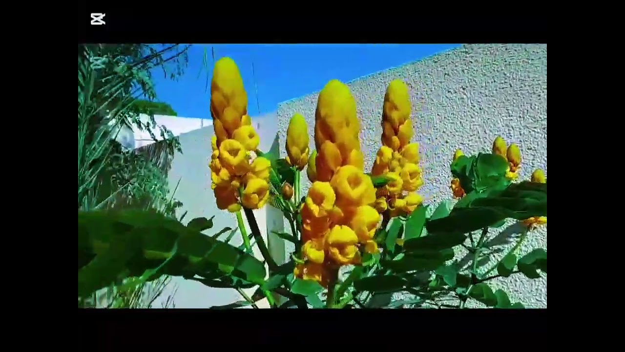 Is paudhe ki detail dekhen aur Name janiye#garden aydiy #videos 