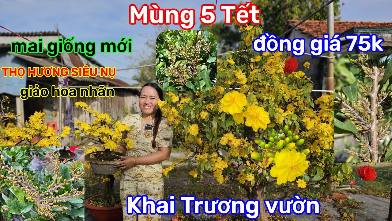 🌲21/2☎️Vườn mai Mỹ Tiên☎️mai giống mùa mới🌲giá quá rẻ🌲giao lưu đồng giá 75k🌲chốt lẹ lẹ