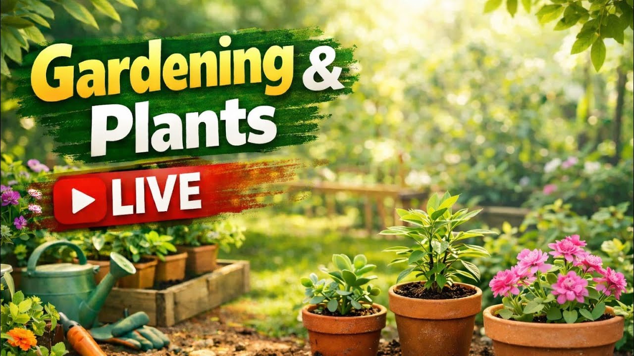 Gardening Live | Plants Live | #liveगर्मियों की बेल, रंगीनl फूल, हरी बेल, गर्मी गार्डनिंग, बागवानी,