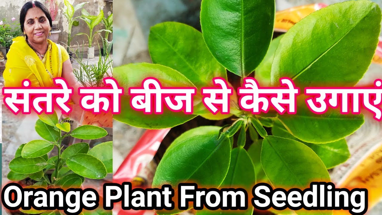 संतरे को बीज से कैसे उगाएं | Orange Plant from Seedling With Update | By Phool Gardening ||