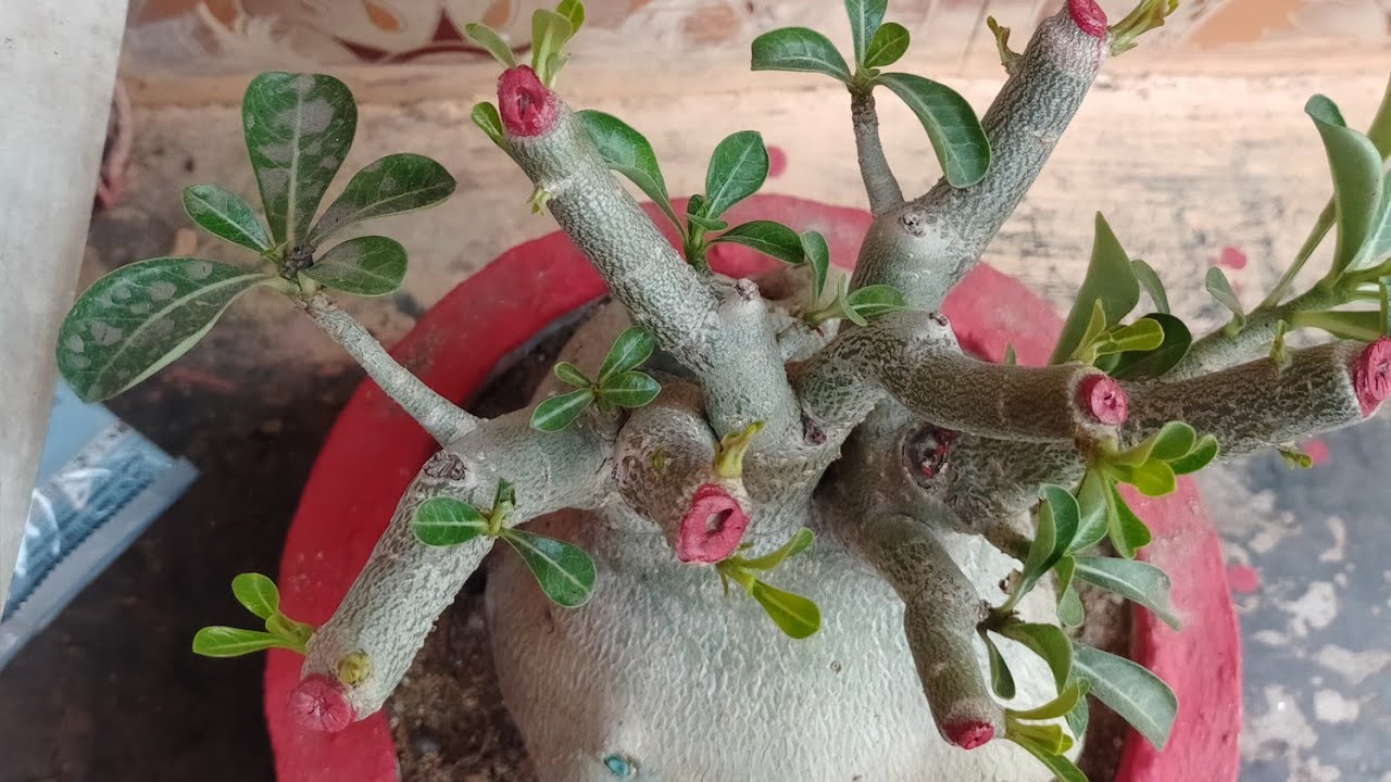 प्रूनिंग के बाद अडेनियम प्लांट में नई ग्रोथ कितने दिन में होती है ll repoting pruning update ll