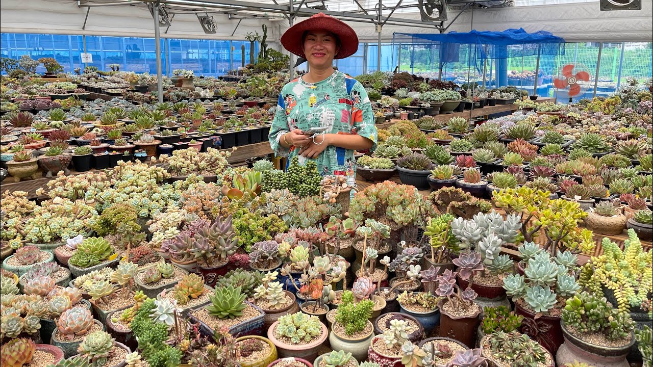 Korean succulents farm visiting day 1- Cactus & succulents Lover hunting trip ♥️🌵