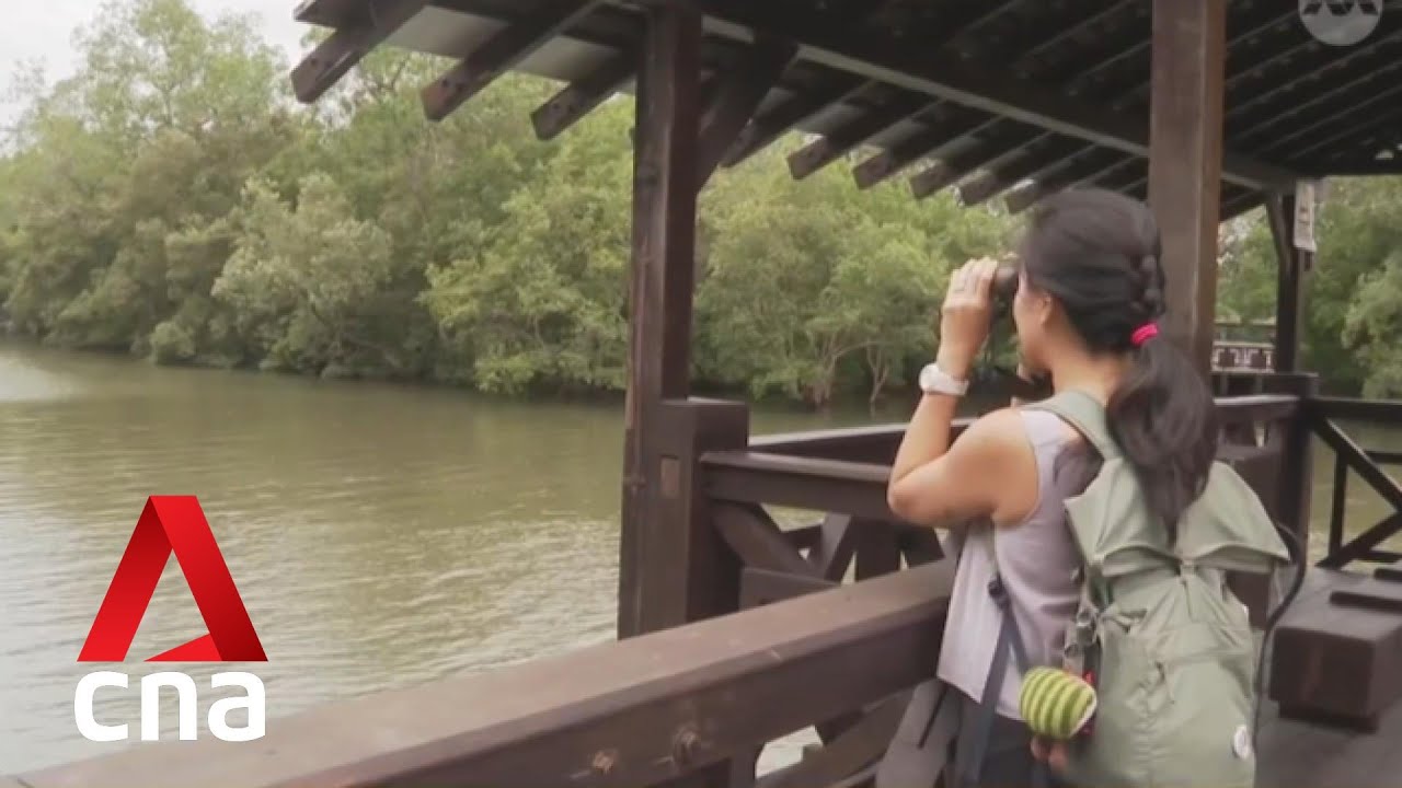 Sungei Buloh Wetland Reserve celebrates 30 years with special activities