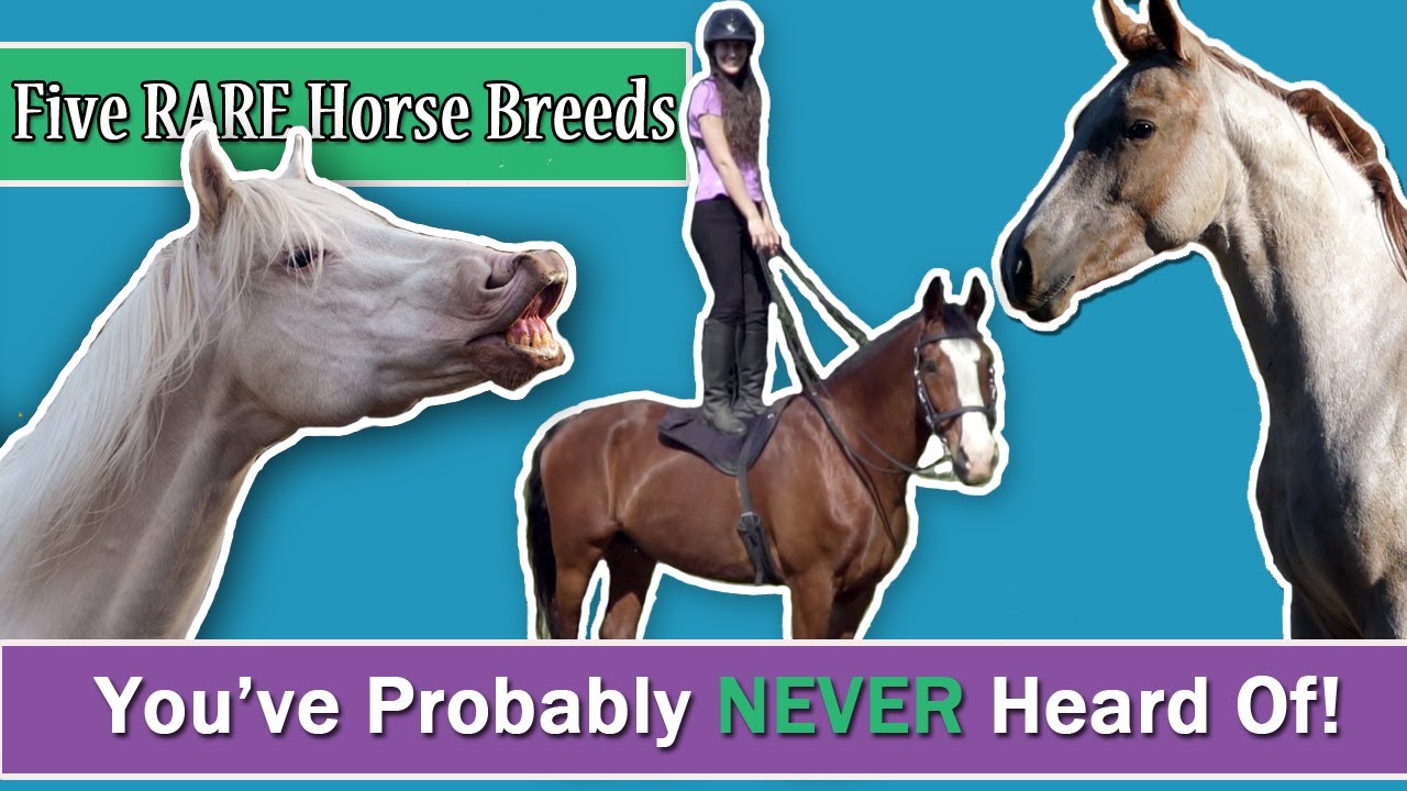 5 RARE Horse Breeds You've Probably Never Heard Of!