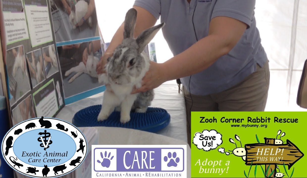 Elderly & Disabled Rabbits 3 - CARE Core Exercise Demo