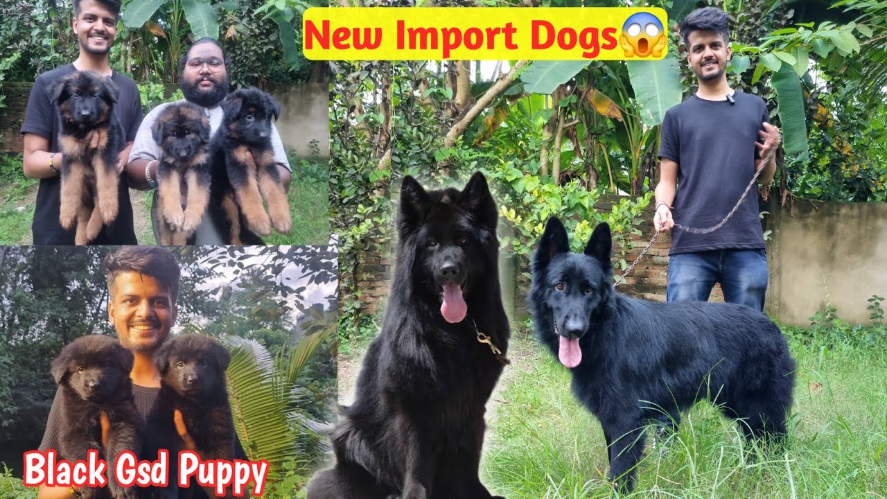 Import Black German Shepherd in Kolkata| Kennel of Pet Partners | Best & cheapest kennel