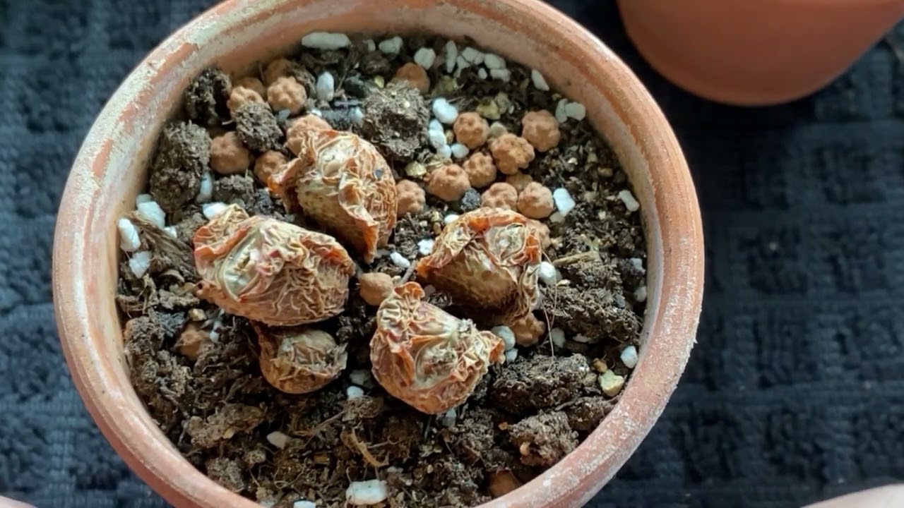 JustKis #82 Conophytum Shedding Stages ( 28 5 2022)