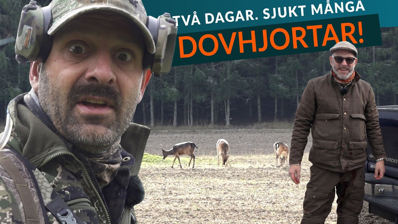Smygjakt p&aring; svart dovhjort!