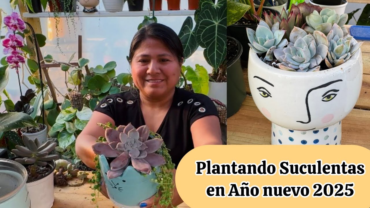Plantando Suculentas hermosas en Año nuevo 2025 Abundancia y prosperidad