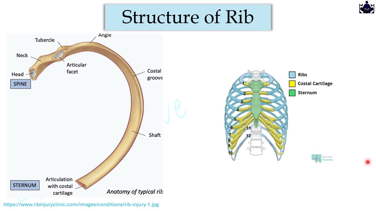 XI Video Thoracic