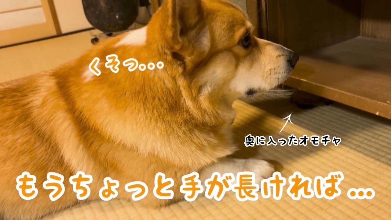 コーギーが自分の手の長さを後悔する瞬間