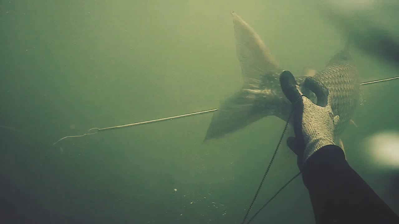 primeira pescaria de 2021 pesca sub papa terra curimba ou curimatã