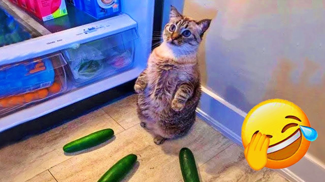 You Laugh You Lose😻Funniest Dogs and Cats 2026😬🐶