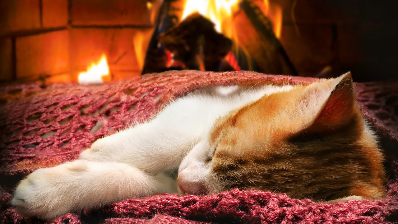 Katzenschnurren am Kamin: ASMR zum Entspannen und Einschlafen | 4 Stunden