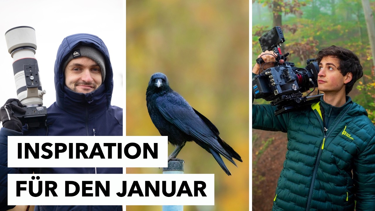 Krähen vor der Kamera | Naturfotografie in der Stadt