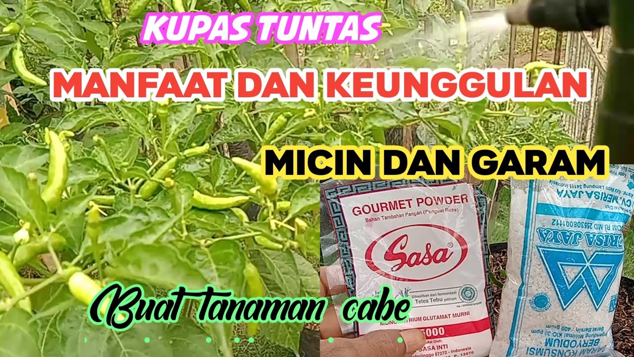 Manfaat dan kandungan  GARAM vs MICIN pada tanaman cabe