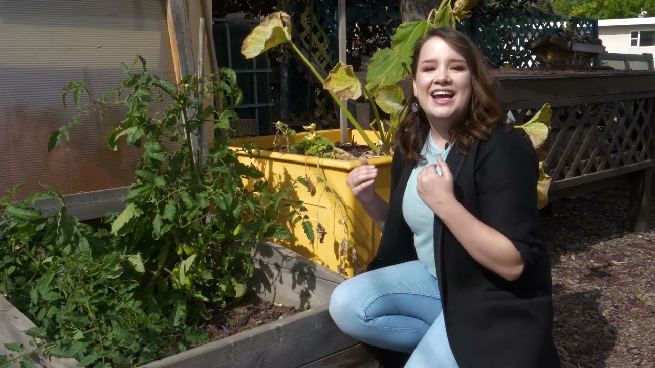 Veggie Growing in Calgary - Episode 4
