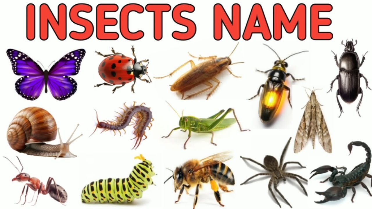 Insect Names in English | Educational Video for Kids Learn About Insects | Bug Names for Kids #bug
