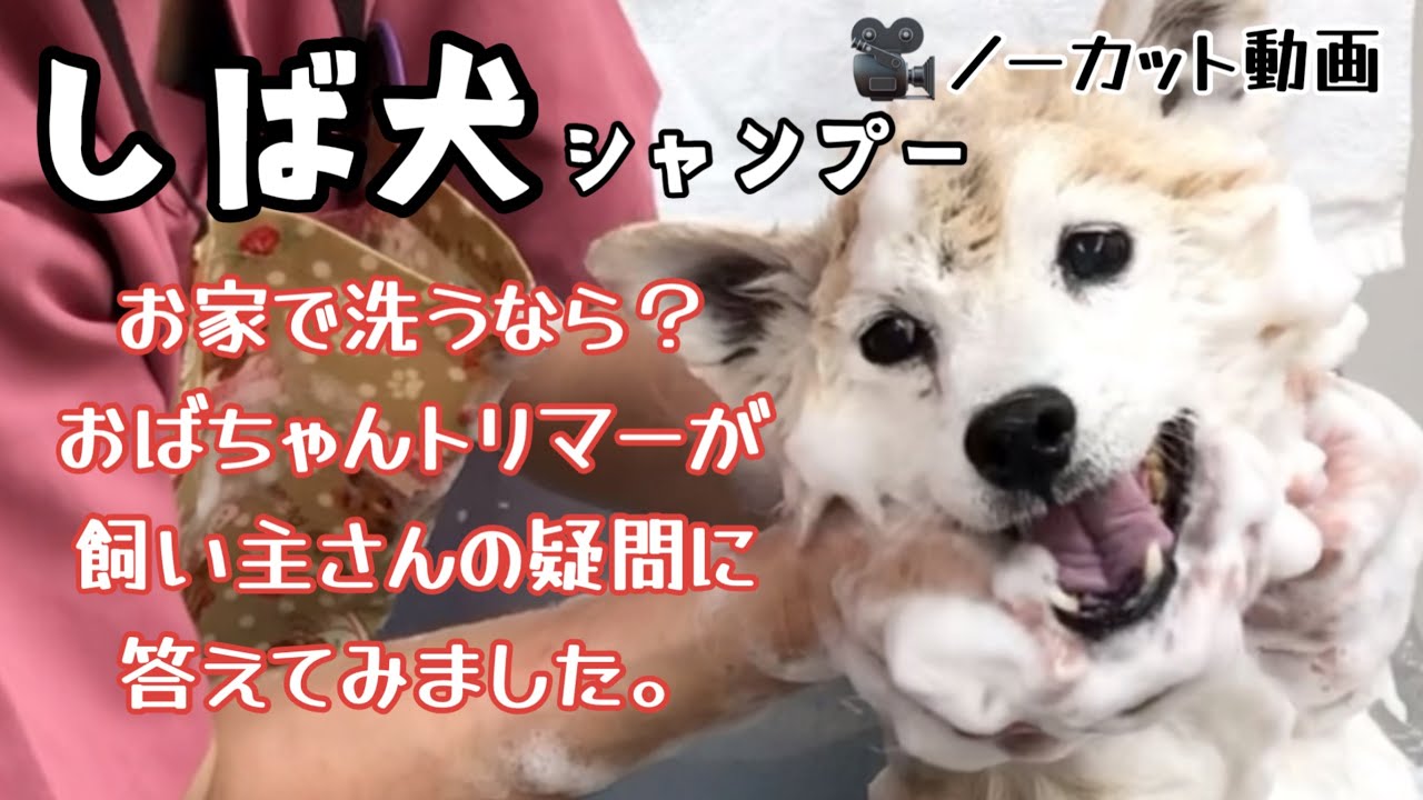 お役立ち情報を満載♪お家でシャンプーができたら良いのに…してるけど大変なのよね…困った！や心配…が少しでも解消されますように。トリマーの柴犬シャンプー風景フル動画