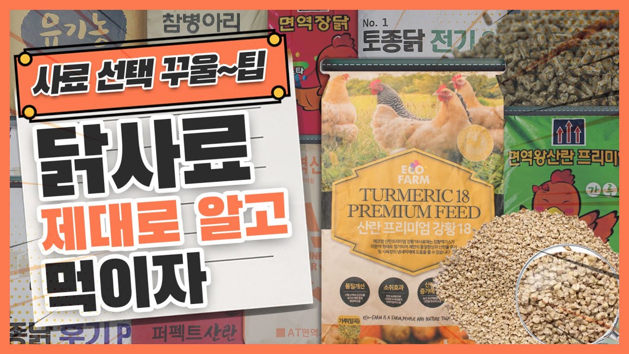 🐤닭사료🐔 제대로 알고 먹이자🍚