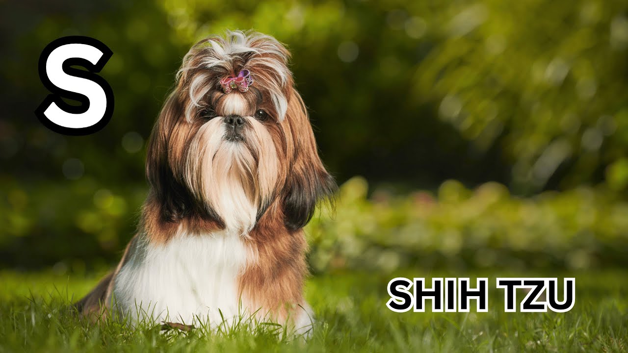 Barking ABCs: Dogs and Breeds Song for English Learners