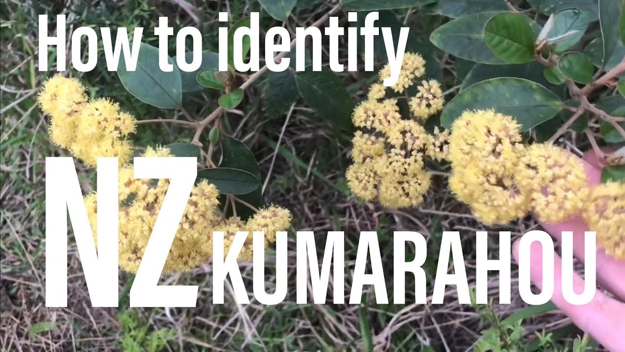 How to identify NZ Kumarahou (Pomaderris kumeraho)