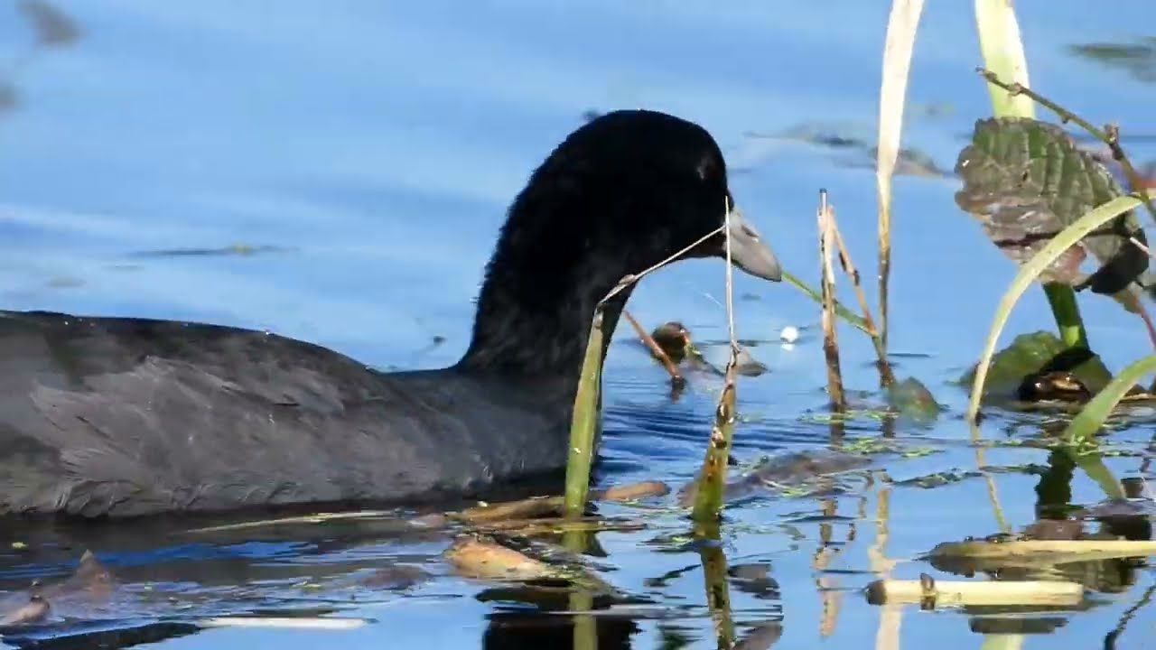 Łyska. Coot