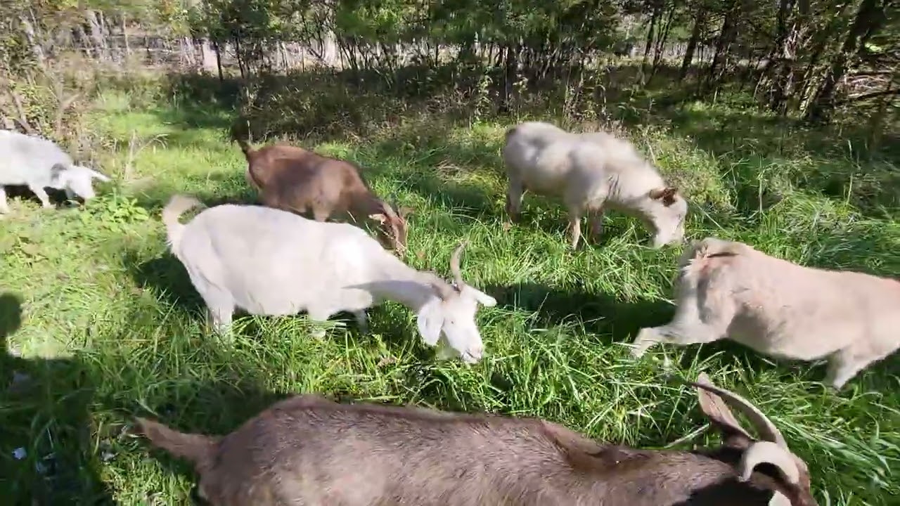 Opening up the back corner of Mary's property for the goats and cows to graze 11-3-25