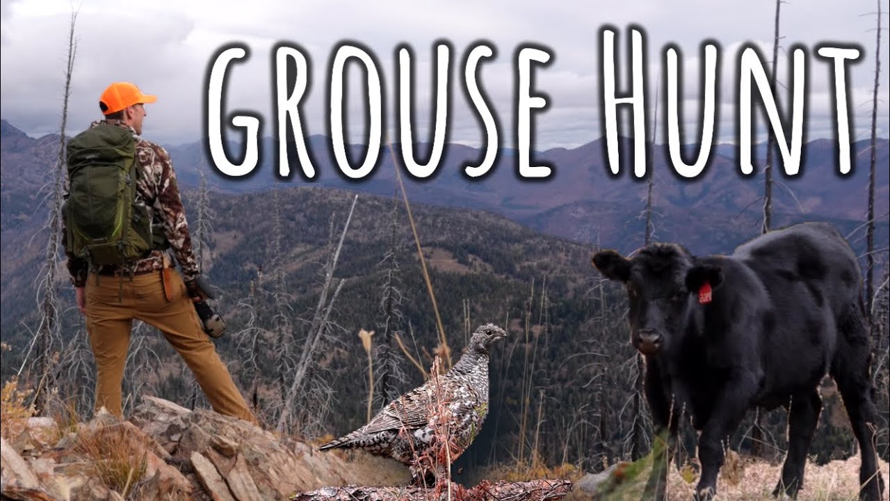 Mountain Grouse Hunting and Camping with COWS!