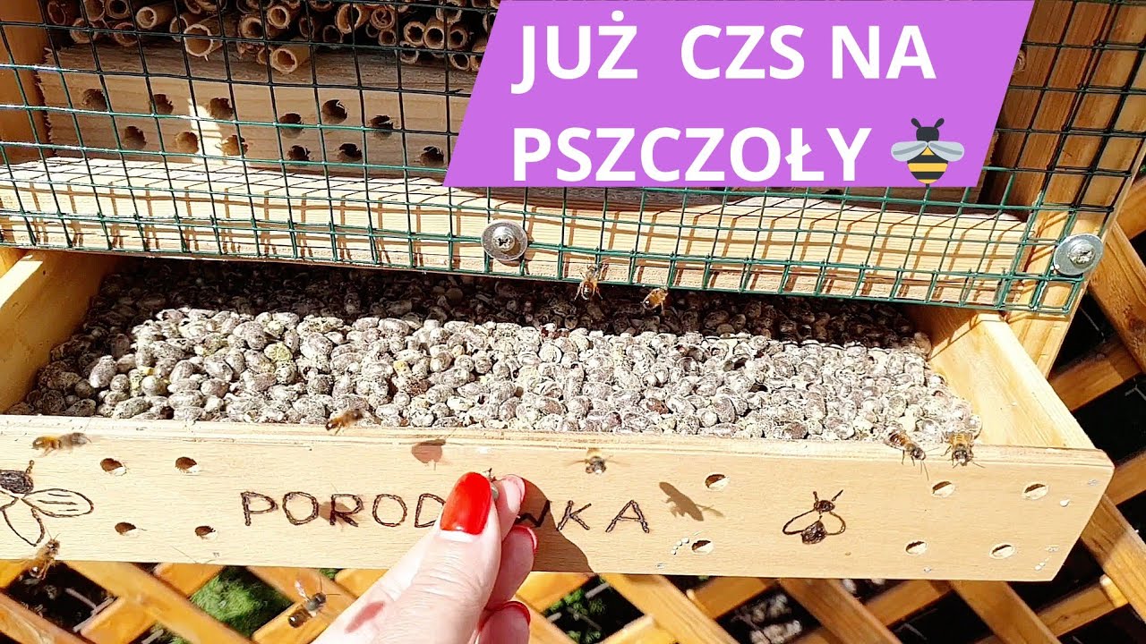 Wystawiam kokony pszczoły murarki  + nowy domek 🐝 